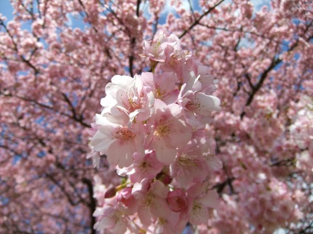 Kawadu_Sakura2