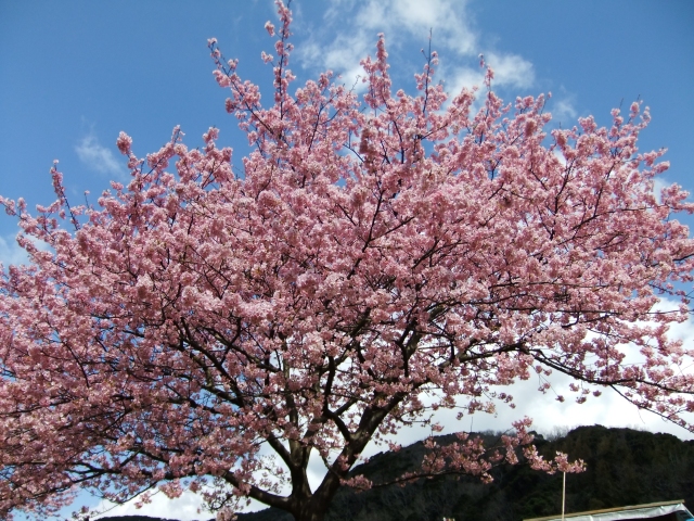 Kawadu_Sakura2_1