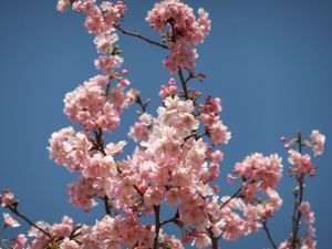 Kawadu_Sakura2_2