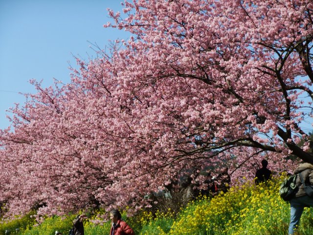 Kawadu_Sakura1