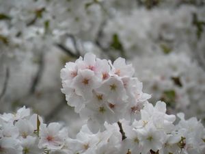 Sakura2011_2