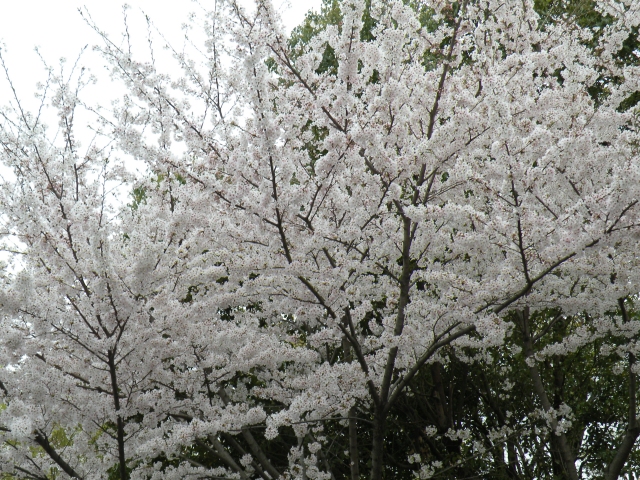 Sakura2011_1