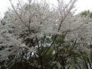 Sakura2011_3