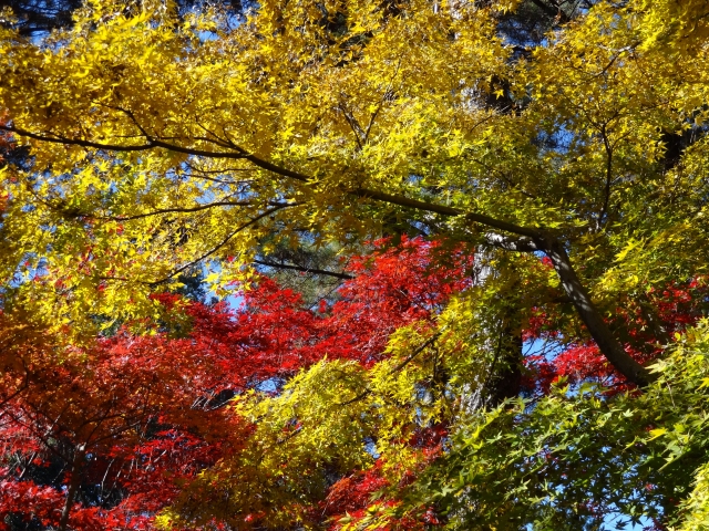 Heirinji11_5