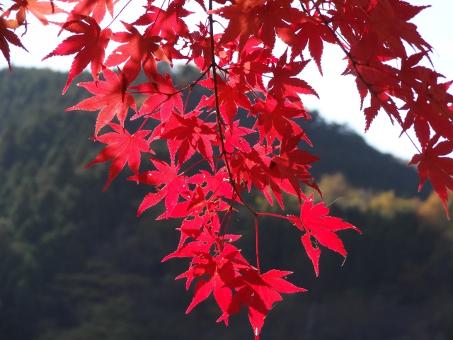 Arima_Torii1