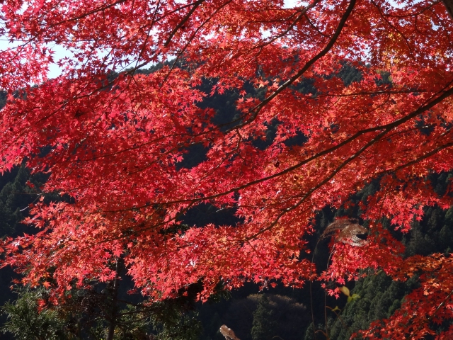 Arima_Torii2