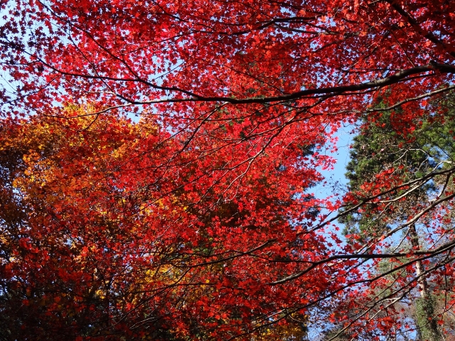 Arima_Torii6