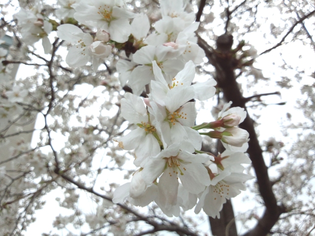 2013Sakura