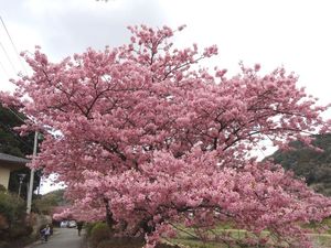 Kawadu_Sakura5