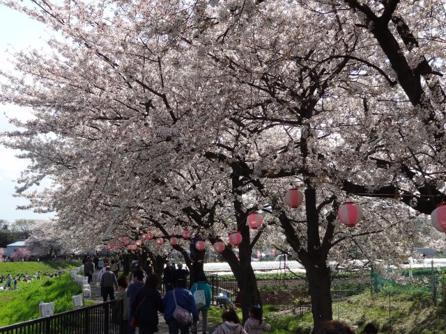 140405sakura4