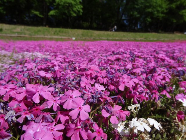 07Hitujiyama