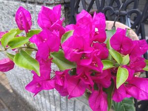 140517Bougainvillea