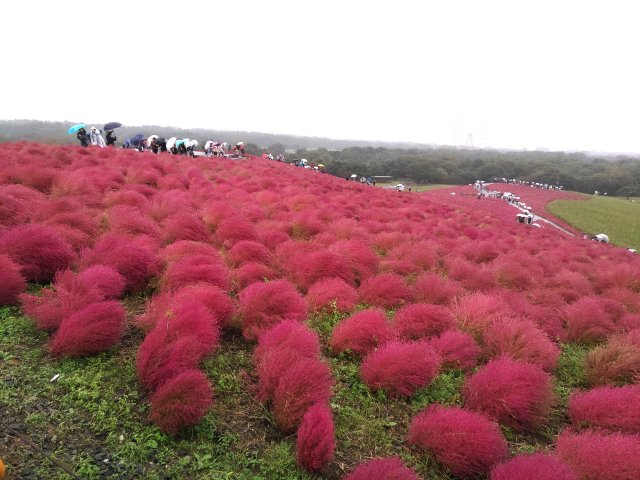 Kochia