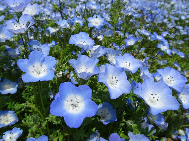 Nemophila1