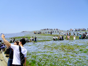 Nemophila2