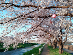 200404Sakura