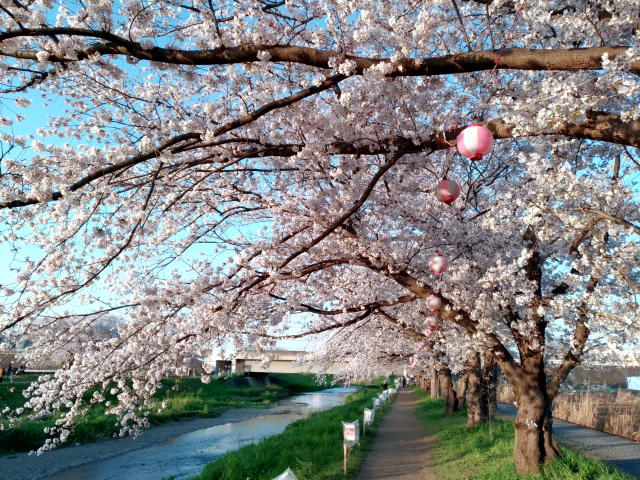 200404Sakura