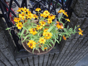 210918Flower2