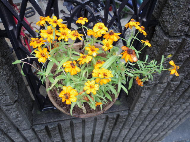 210918Flower2