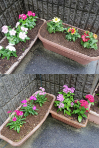 210918Flower3
