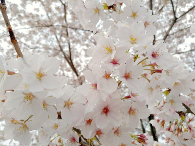 210327Sakura2