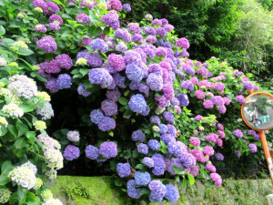 Kamakura3_3