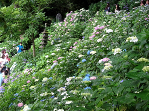 Kamakura2_1