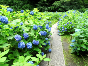 Kamakura3_1